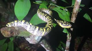 Female wraglers Pit Viper Snake  Singapore [upl. by Phineas636]