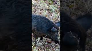 10 ring hog pig hoghunting hunting bowhunting [upl. by Yemerej]