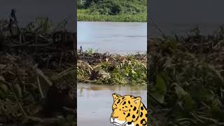 ONÇA PINTADA ATACA NOVAMENTE AO VIVO natureza vidananatureza [upl. by Luwana600]