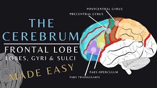 Lobes of the Brain Anatomy and Physiology of the Frontal Lobe  The Cerebrum brainanatomy shorts [upl. by Ahern]