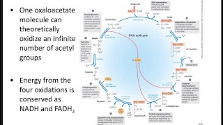 Citric acid cycleamp regulation of CAC [upl. by Llerihs]