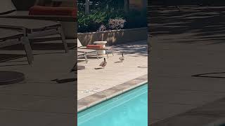 Video Corto y Relajante Para Gatos  Patos  AVES   Entretenimiento para Michi  ¿Le gustó [upl. by Suivatnad488]