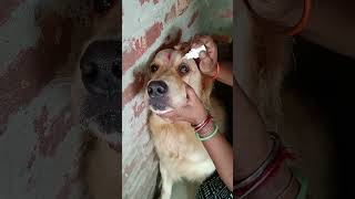 Teed ke aankhon mein kuch problem ho gaya  My golden retriever dog 🐕 [upl. by Sobel278]