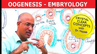 Oogenesis  Gametogenesis  Embryology🩺 [upl. by Ardeed]