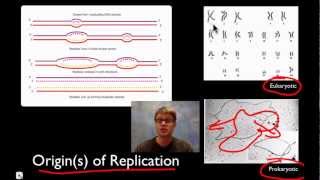 DNA Replication [upl. by Anola]