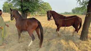 horses bareding for enjoy [upl. by Royden]