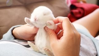 The Cutest Baby Bunny Rabbit Compilation EVER [upl. by Chessy]