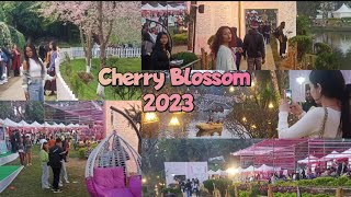 Cherry Blossom Festival Shillong 2023  Shillong Literary Festival 2023  Opening Day Full Tour [upl. by Galloway]