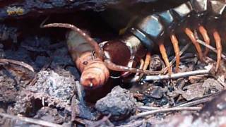 Scolopendra Cingulata  Eating HD [upl. by Jennie826]