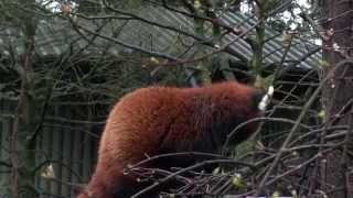 Dierenpark Wissel in Epe is nu gesloten   Last day of Animal park Wissel in Epe Netherlands [upl. by Maure]