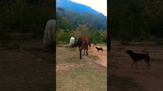 animais do vale cavalos cachorro galo shortanimal [upl. by O'Toole]