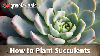 How to Plant Succulents [upl. by Yessej783]