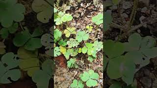 Oxalis plant growing capacity more and more yshortsplease likeamp subscribe 🙏🙏🙏 [upl. by Harp]