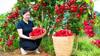 Harvesting Wax Apple amp Goes To Market Sell  Gardening And Cooking  Lý Tiểu Vân [upl. by Cati]