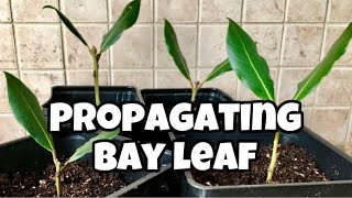 How To Propagate Bay Leaf From Cuttings  Laurus Nobilis  Bay Laurel [upl. by Yrocal776]