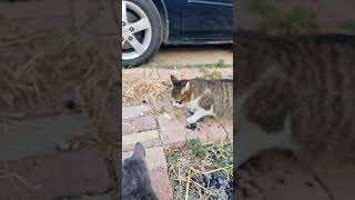 kkat ccat kitten meowing to attract cats kitten meowing to attract cats [upl. by Folberth]