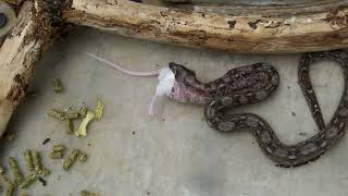 Boa snake kills and eat rat  boa constrictor attack [upl. by Angie592]