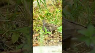 A pair of turtle doves crawling in the grass turtledove wilddoves wildlife [upl. by Nnylarac]