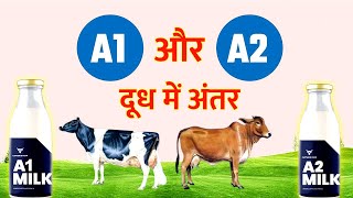 A1 Milk Vs A2 Milk I A1 and A2 milk kya hota hai [upl. by Suiratnauq]