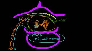 Sensory Nerve [upl. by Cressy]