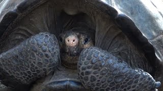 Giant tortoise thought to be extinct discovered in Galapagos [upl. by Eittocs]