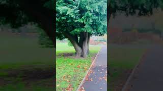 Walk through pontypridd park autumn [upl. by Fayola584]