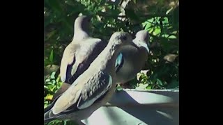 WHITE WINGED DOVE in Texas patriot3326 How to increase views  Views ko kaise badaye [upl. by Anoo]