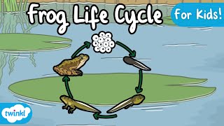 The Life Cycle of a Frog  Frog Life Cycle  Science for Kids [upl. by Roanne]