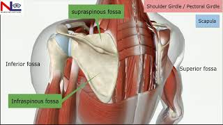 Pectoral girdle in Hindi  Shoulder girdle  Skeletal System  Nursing Lecture [upl. by Naig]