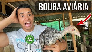 Bouba aviaria  vacinando e tratando  Aves Recriar [upl. by Allimaj]