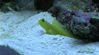 Goby and Pistol Shrimp Sand [upl. by Rawdan]