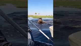 Angry Hippo Chases Speedboat Through Lake Video goes viral [upl. by Beckman]