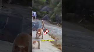 Kucing Tanpa Kaki di Rawat Oleh Nenek Baik😊 [upl. by Elehcor]