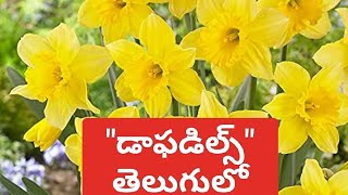 Daffodils poem explanation in Telugu [upl. by Elamor]