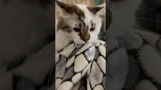 Castrated cat why does it continue to… cats catlover funny [upl. by Cherilynn]