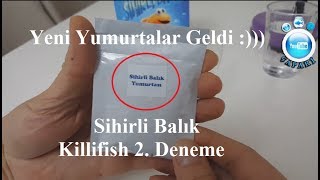 Sihirli Balık Killifish Kiti 2Deneme [upl. by Sitsuj153]