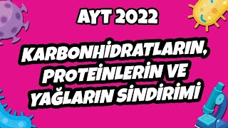 Karbonhidratların Proteinlerin ve Yağların Sindirimi  AYT Biyoloji 2022 hedefekoş [upl. by Serena]