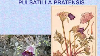 PULSATILLA PRATENSIS  ΑΝΤΙΜΕΤΩΠΙΣΗ ΟΞΕΩΝ ΚΑΤΑΣΤΑΣΕΩΝ ΜΕ ΟΜΟΙΟΠΑΘΗΤΙΚΗ [upl. by Kcinomod]