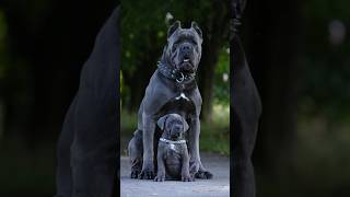 Pawsome Tricks Dogs Doing the Unexpected americanbully dogtrainingfundamentals [upl. by Aiekan889]