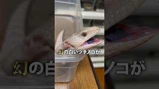 幻の白いツチノコが可愛すぎる 爬虫類 reptiles トカゲ ツチノコ アオジタトカゲ [upl. by Nnylrats]