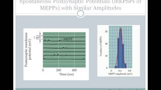 SJSU Neurophysiology  Lecture 7  Synaptic Integration [upl. by Aya900]