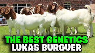 INCREDIBLE The largest boer goat breeder in the world  Lukas Burger [upl. by Saalocin]