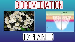 Bioremediation1 Explained Environmental Biotechnology [upl. by Ancilin]