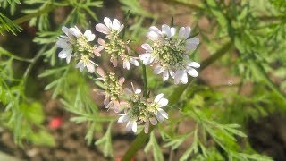 Coriandrum sativum  Fam Apiaceae  Coriander  Heterophylly  Stylopodium  Epigynous flower [upl. by Thar]