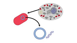 Mitochondrial Inheritance [upl. by Lennie]