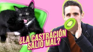 ¿Por qué mi gato sigue haciendo ESO después de la castración 🥝😾 [upl. by Waverley]