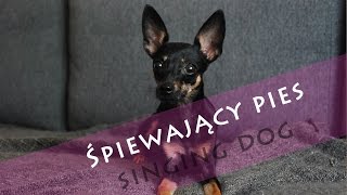 Śpiewający pies singing dog PUPPY RATLER RATLEREK MIN PIN pinscher 001 [upl. by Chaffin]