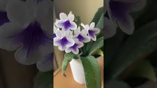 StreptocarpusCape Primrose shorts asmr indoorplants beautifulflowers [upl. by Halda]