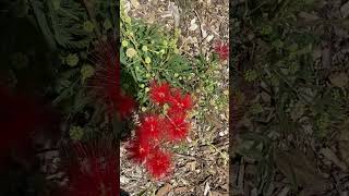 Calliandra Haematocephala  Powder Puff Flower [upl. by Nnyleuqcaj]