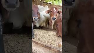 Bachra Farming  Feed business  Bachra Farm business  drkb  bachrafarming [upl. by Nagyam175]